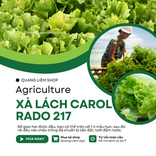 Hạt giống Xà Lách Carol Escarole Furlo 217 (5gram~4500 hạt) dễ chăm sóc, năng suất, trồng quanh năm
