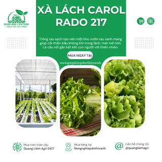 Hạt giống Xà Lách Carol Escarole Furlo 217 (5gram~4500 hạt) dễ chăm sóc, năng suất, trồng quanh năm