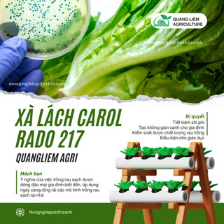 Hạt giống Xà Lách Carol Escarole Furlo 217 (5gram~4500 hạt) dễ chăm sóc, năng suất, trồng quanh năm