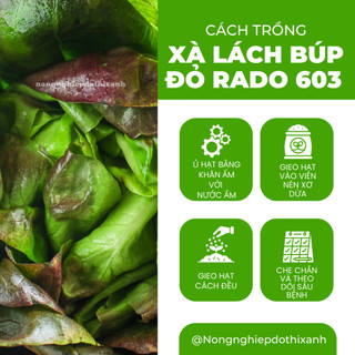 Hạt giống Xà Lách Búp Đỏ Four Season 603 (5gram~4500 hạt) giàu dinh dưỡng, trồng quanh năm, dễ chăm