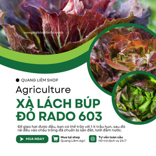 Hạt giống Xà Lách Búp Đỏ Four Season 603 (5gram~4500 hạt) giàu dinh dưỡng, trồng quanh năm, dễ chăm