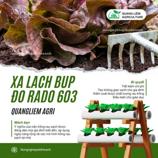 Hạt giống Xà Lách Búp Đỏ Four Season 603 (5gram~4500 hạt) giàu dinh dưỡng, trồng quanh năm, dễ chăm