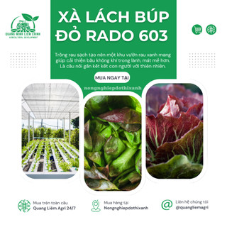 Hạt giống Xà Lách Búp Đỏ Four Season 603 (5gram~4500 hạt) giàu dinh dưỡng, trồng quanh năm, dễ chăm