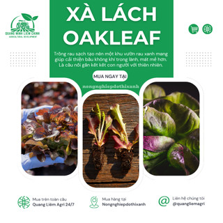 Hạt Giống Xà Lách Oakleaf [Sồi Tím] RADO 933 (Gói 2gram ~1000 Hạt) Rạng Đông Sinh Trưởng Khỏe