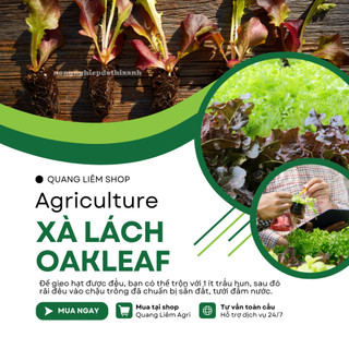 Hạt Giống Xà Lách Oakleaf [Sồi Tím] RADO 933 (Gói 2gram ~1000 Hạt) Rạng Đông Sinh Trưởng Khỏe