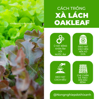 Hạt Giống Xà Lách Oakleaf [Sồi Tím] RADO 933 (Gói 2gram ~1000 Hạt) Rạng Đông Sinh Trưởng Khỏe