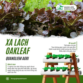 Hạt Giống Xà Lách Oakleaf [Sồi Tím] RADO 933 (Gói 2gram ~1000 Hạt) Rạng Đông Sinh Trưởng Khỏe