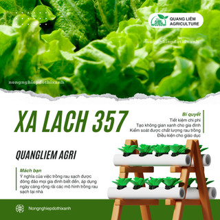 Hạt Giống Xà Lách RADO 357 (Gói 10g~6000 Hạt) Rạng Đông, Giống Xà Lách Dún Trồng Quanh Năm