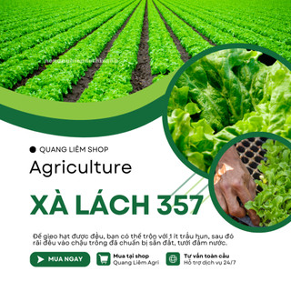 Hạt Giống Xà Lách RADO 357 (Gói 10g~6000 Hạt) Rạng Đông, Giống Xà Lách Dún Trồng Quanh Năm