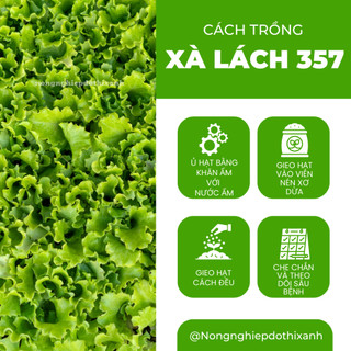 Hạt Giống Xà Lách RADO 357 (Gói 10g~6000 Hạt) Rạng Đông, Giống Xà Lách Dún Trồng Quanh Năm