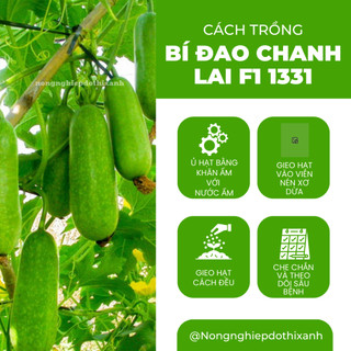 Hạt Giống Bí Đao Chanh Lai F1 RADO 1331 (Gói 0,2gr~10 Hạt) Rạng Đông, Siêu Trái, Trồng Quanh Năm
