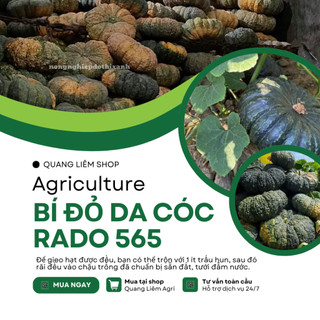 Hạt Giống Bí Đỏ Da Cóc RADO 565 (Gói 5 Hạt) Rạng Đông, Đặc Ruột, Dẻo Thơm, Trái Sai, Trồng Quanh Năm