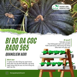 Hạt Giống Bí Đỏ Da Cóc RADO 565 (Gói 5 Hạt) Rạng Đông, Đặc Ruột, Dẻo Thơm, Trái Sai, Trồng Quanh Năm