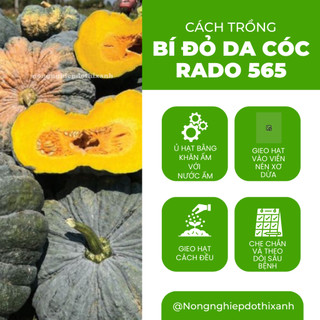Hạt Giống Bí Đỏ Da Cóc RADO 565 (Gói 5 Hạt) Rạng Đông, Đặc Ruột, Dẻo Thơm, Trái Sai, Trồng Quanh Năm