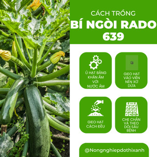 Hạt Giống Bí Ngòi Xanh RADO 639 (Gói 1gram~10 Hạt) Rạng Đông, Dễ Chăm Sóc, Trái Dài, Trồng Quanh Năm