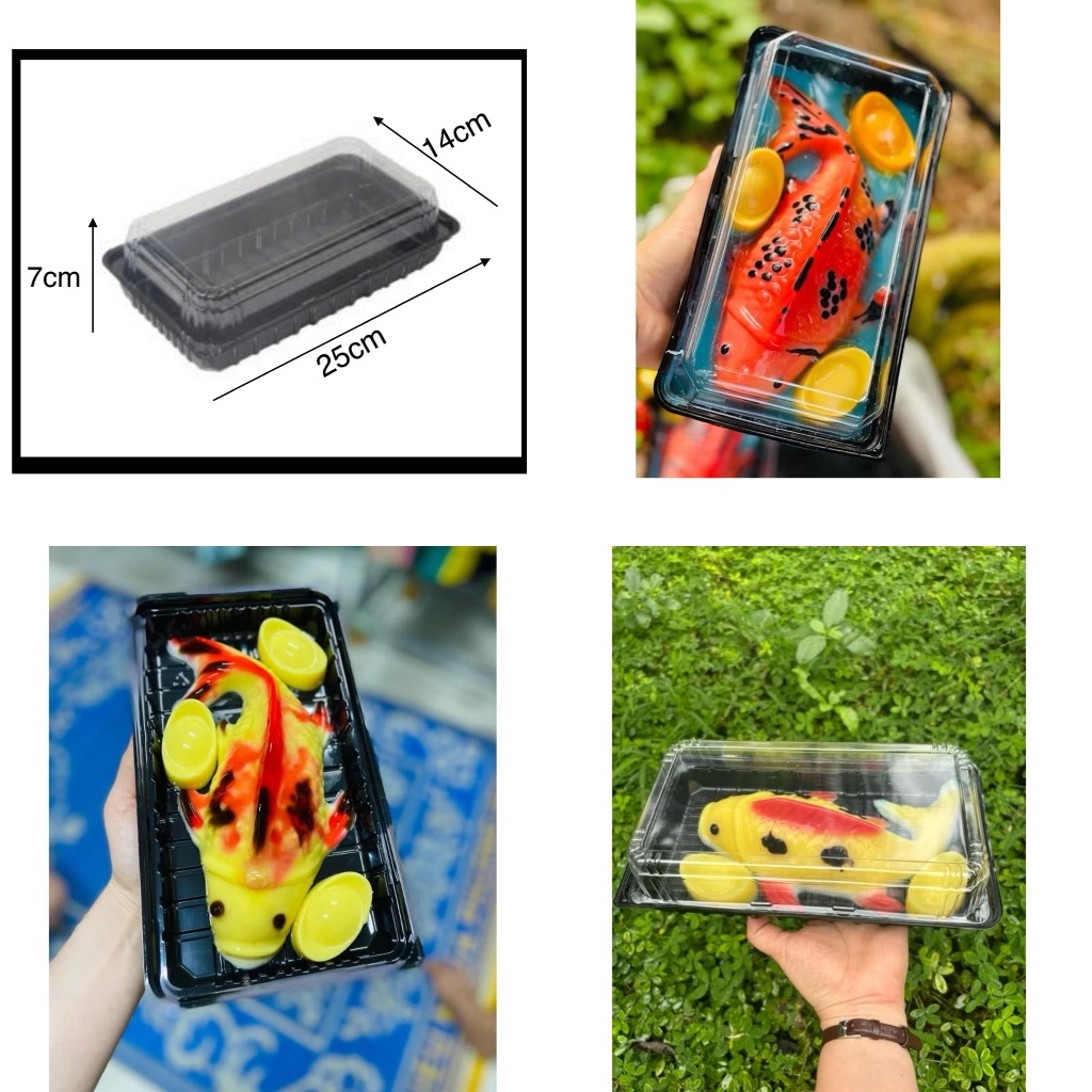 Combo 10 hộp đựng cá chép đế đen nắp trong cao không đụng vây.