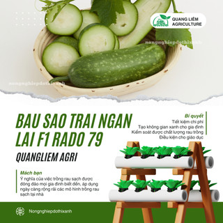Hạt Giống Bầu Sao Trái Ngắn RADO 79 (Gói 10 Hạt) Rạng Đông, Nảy Mầm Tốt, Siêu Trái, Dễ Chăm Sóc