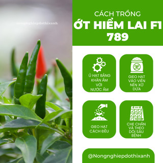 Hạt Giống Ớt Hiểm Lai F1 RADO 789 (Gói 0,2gram~40 Hạt) Rạng Đông, Siêu Cay, Siêu Trái, Cây Khỏe