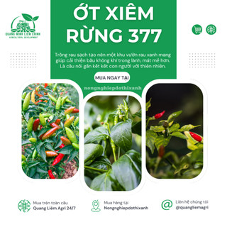 Hạt Giống Ớt Xiêm Rừng RADO 377 (Gói 0,2gram~30 Hạt) Rạng Đông, Siêu Cay, Trái Sai Sinh Trưởng Khỏe