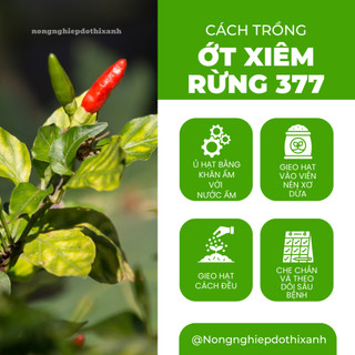 Hạt Giống Ớt Xiêm Rừng RADO 377 (Gói 0,2gram~30 Hạt) Rạng Đông, Siêu Cay, Trái Sai Sinh Trưởng Khỏe