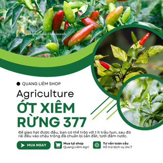 Hạt Giống Ớt Xiêm Rừng RADO 377 (Gói 0,2gram~30 Hạt) Rạng Đông, Siêu Cay, Trái Sai Sinh Trưởng Khỏe