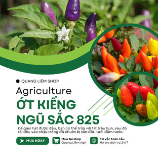 Hạt Giống Ớt Kiểng Ngũ Sắc RADO 825 (Gói 0,2gram~25 Hạt) Rạng Đông, Sai Trái, Trồng Làm Kiểng