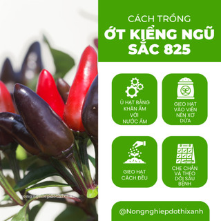 Hạt Giống Ớt Kiểng Ngũ Sắc RADO 825 (Gói 0,2gram~25 Hạt) Rạng Đông, Sai Trái, Trồng Làm Kiểng