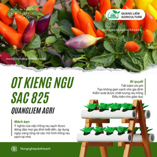 Hạt Giống Ớt Kiểng Ngũ Sắc RADO 825 (Gói 0,2gram~25 Hạt) Rạng Đông, Sai Trái, Trồng Làm Kiểng