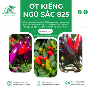 Hạt Giống Ớt Kiểng Ngũ Sắc RADO 825 (Gói 0,2gram~25 Hạt) Rạng Đông, Sai Trái, Trồng Làm Kiểng