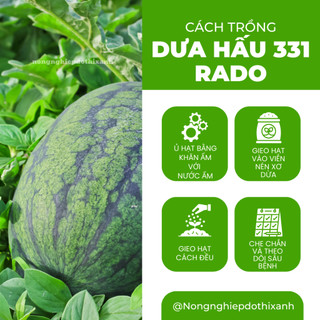 Hạt Giống Dưa Hấu RADO 331 (Gói 10 Hạt) Rạng Đông, Trái To, Dài, Ruột Đỏ, Ngọt, Sinh Trưởng Tốt