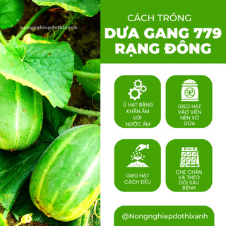 Hạt Giống Dưa Gang RADO 779 (Gói 1gram~50 Hạt) Rạng Đông, Trái Dài, Thơm, Ngon, Sinh Trưởng Mạnh