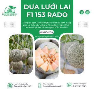 Hạt Giống Dưa Lưới Lai F1 RADO 153 (Gói 10 Hạt) Đông, Trái To, Chịu Nhiệt Tốt, Ngọt, Giòn
