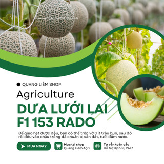 Hạt Giống Dưa Lưới Lai F1 RADO 153 (Gói 10 Hạt) Đông, Trái To, Chịu Nhiệt Tốt, Ngọt, Giòn