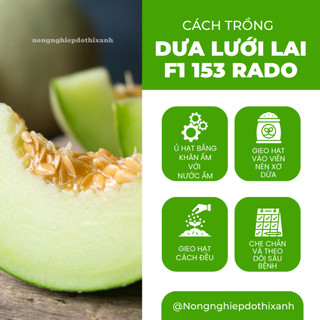 Hạt Giống Dưa Lưới Lai F1 RADO 153 (Gói 10 Hạt) Đông, Trái To, Chịu Nhiệt Tốt, Ngọt, Giòn