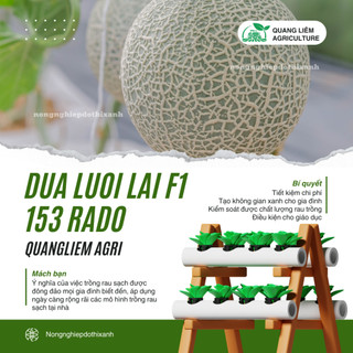 Hạt Giống Dưa Lưới Lai F1 RADO 153 (Gói 10 Hạt) Đông, Trái To, Chịu Nhiệt Tốt, Ngọt, Giòn