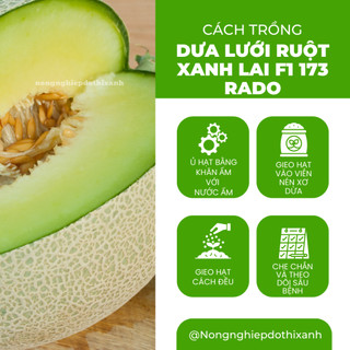 Hạt Giống Dưa Lưới Ruột Xanh RADO 173 (Gói 10 Hạt) Rạng Đông, Trái To, Mắt Lưới Dày, Ngọt, Giòn