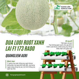 Hạt Giống Dưa Lưới Ruột Xanh RADO 173 (Gói 10 Hạt) Rạng Đông, Trái To, Mắt Lưới Dày, Ngọt, Giòn