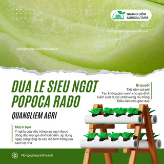 Hạt Giống Dưa Lê Popoca RADO (Gói 0,5gr~35 Hạt) Rạng Đông, Siêu Trái, Siêu Ngọt, Chắc Quả, Quanh Năm