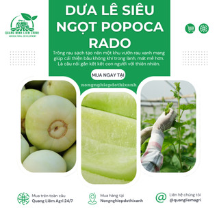 Hạt Giống Dưa Lê Popoca RADO (Gói 0,5gr~35 Hạt) Rạng Đông, Siêu Trái, Siêu Ngọt, Chắc Quả, Quanh Năm