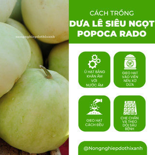 Hạt Giống Dưa Lê Popoca RADO (Gói 0,5gr~35 Hạt) Rạng Đông, Siêu Trái, Siêu Ngọt, Chắc Quả, Quanh Năm
