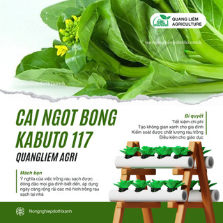 Hạt giống Cải Ngọt Ăn Bông (Cải Ngồng) Kabuto 117 (10gram~2500 hạt) dễ chăm sóc