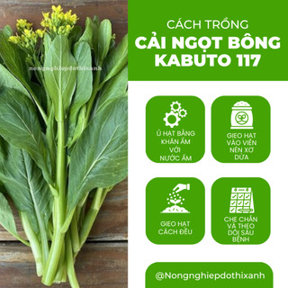 Hạt giống Cải Ngọt Ăn Bông (Cải Ngồng) Kabuto 117 (10gram~2500 hạt) dễ chăm sóc