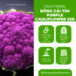 Hạt giống Bông Cải Tím (Lơ Tím) Purple Cauliflower 228 (1gram~300 hạt) giàu dinh dưỡng