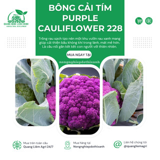 Hạt giống Bông Cải Tím (Lơ Tím) Purple Cauliflower 228 (1gram~300 hạt) giàu dinh dưỡng