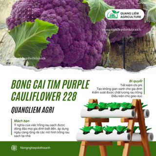 Hạt giống Bông Cải Tím (Lơ Tím) Purple Cauliflower 228 (1gram~300 hạt) giàu dinh dưỡng