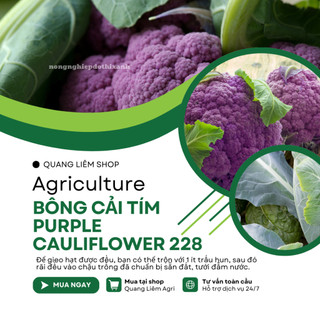 Hạt giống Bông Cải Tím (Lơ Tím) Purple Cauliflower 228 (1gram~300 hạt) giàu dinh dưỡng