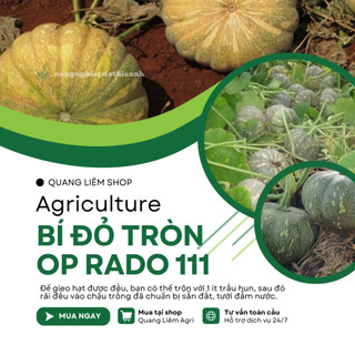 Hạt giống Bí Đỏ Tròn Op Rado 111 (5gram~40 hạt) trái to, nặng, thịt dày, ngọt