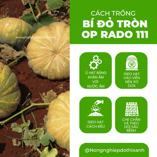 Hạt giống Bí Đỏ Tròn Op Rado 111 (5gram~40 hạt) trái to, nặng, thịt dày, ngọt