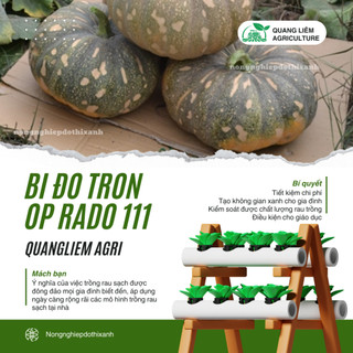 Hạt giống Bí Đỏ Tròn Op Rado 111 (5gram~40 hạt) trái to, nặng, thịt dày, ngọt