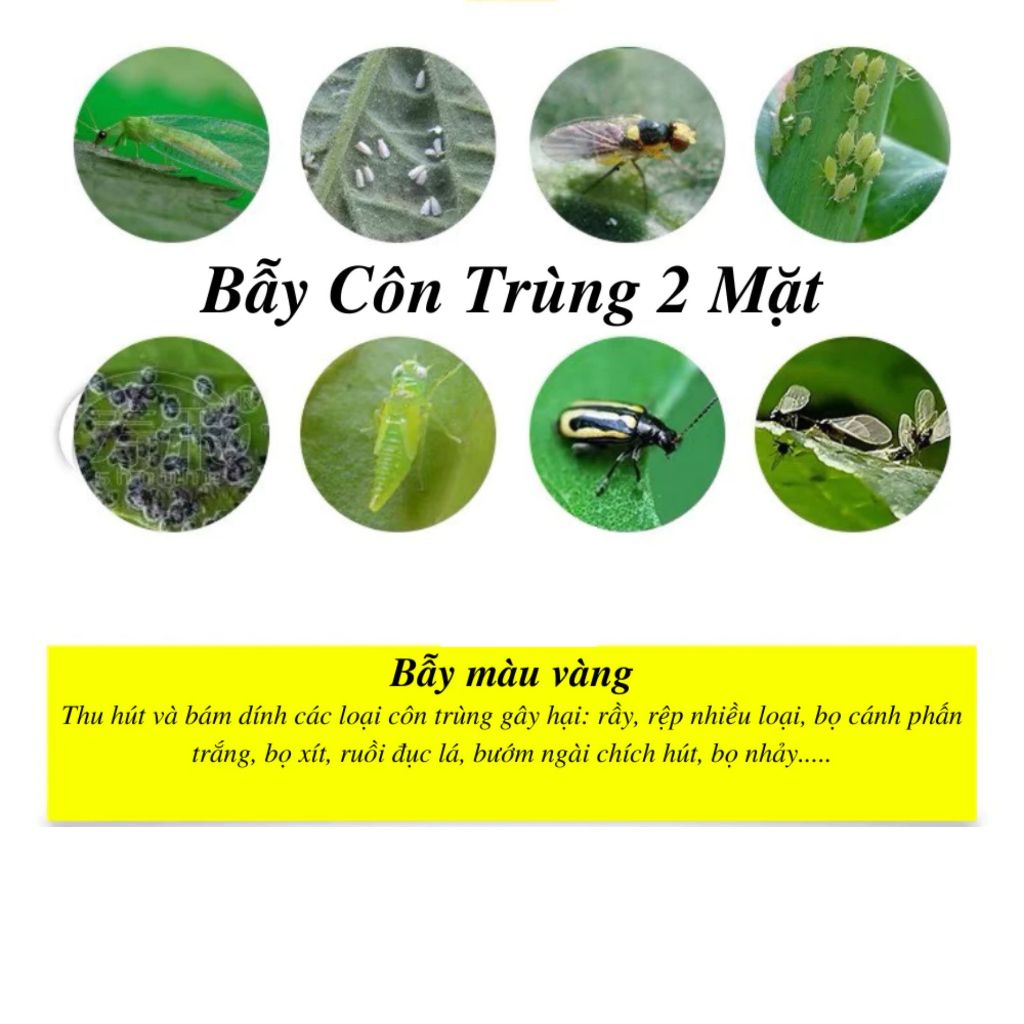 Ảnh Bẫy ruồi vàng 2 mặt siêu dính miếng dán diệt côn trùng bảo vệ mùa màng cây ăn quả 2